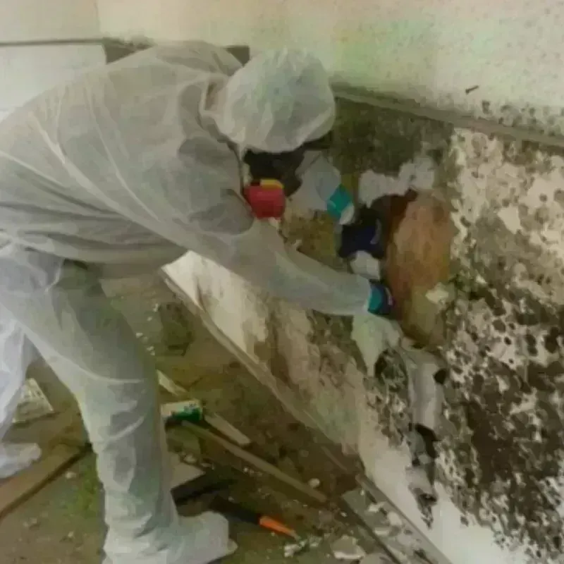 Mold Remediation and Removal in Kent County, TX